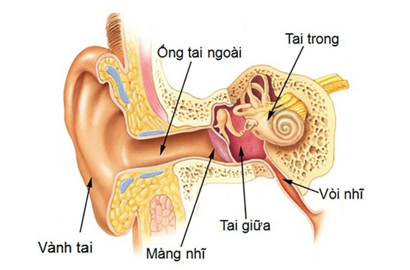 Điều trị viêm tai giữa